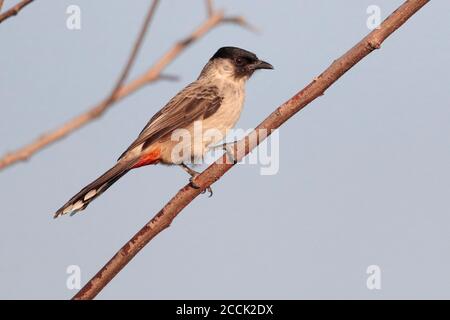 Sooty-headed Bulbul (Pycnonotus aurigaster), adult,Tsim Bei Tsui, New Territories, Hong Kong, China 21st October 2018 Stock Photo