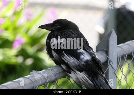 Very young crow of the genus corvus with black and white plumage, on a metal fence, close up Stock Photo