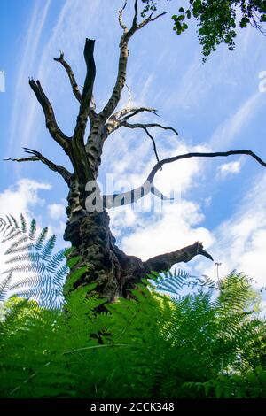 Huge dead old tree in New Forest in United Kingdom, beech tree in the middle of the forest died of cancerous sickness, interesting view of leafless Stock Photo