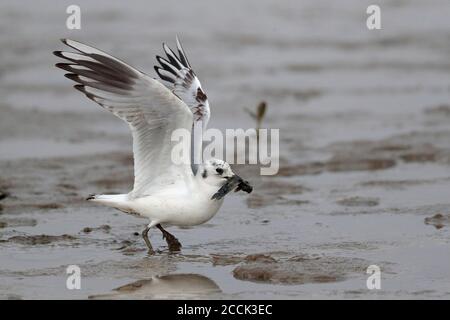 Saunders's Gull (Chroicocephalus saundersi), Deep Bay mudflat at Mai Po Nature Reserve, New Territories, Hong Kong, China 22nd Nov 2018 Stock Photo