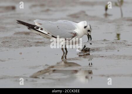 Saunders's Gull (Chroicocephalus saundersi), Deep Bay mudflat at Mai Po Nature Reserve, New Territories, Hong Kong, China 22nd Nov 2018 Stock Photo