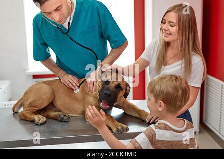 adorable dog at vet office on medical checkup by professional vet doctor, doctor helps dog in modern hospital. concept of vet Stock Photo