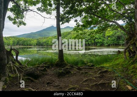 View of mountains and lakes in Shiretoko Five Lakes National Park 知床五湖 in Hokkaido, Japan. Image taken in summer. Stock Photo