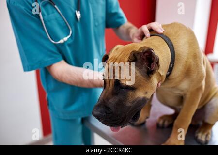 helpful veterinarian doctor making checkup of a big dog, help to throw off an illness Stock Photo