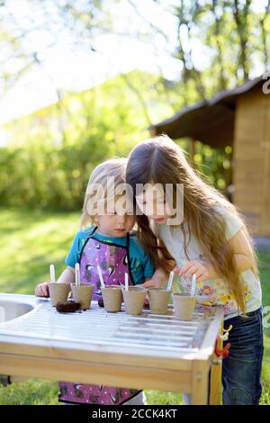 Cute sisters planting seeds in small pots on table at yard Stock Photo