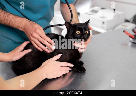 cat veterinarian checking shocked cat with stethoscope close-up portrait of black cat on table Stock Photo