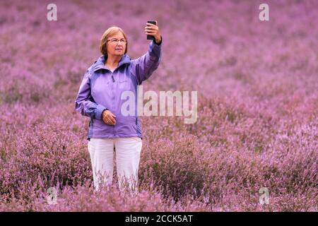 Hohe Mark, Munsterland countryside, Germany. 23rd Aug, 2020. A walker takes pictures of the heather. Purple erica heather (calluna vulgaris) is in full bloom at Westruper Heide, part of Hohe Mark nature reserve in the Munsterland countryside in Germany. Every year towards late August, the colourful bloom attracts many visitors who can freely walk across the sandy paths that cut through the flowering erica plants and juniper shrubs. Credit: Imageplotter/Alamy Live News