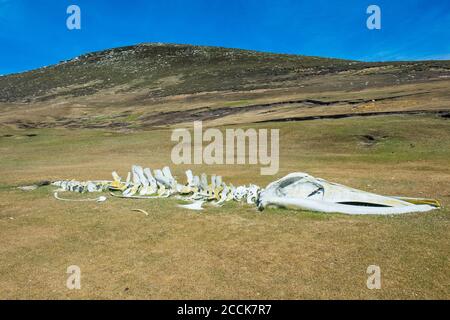 UK, Falkland Islands, Old whale skeleton lying on Carcass Island Stock Photo