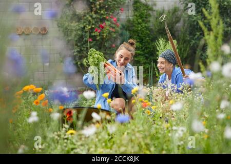 Young woman picking carrots while working with friend in vegetable garden Stock Photo