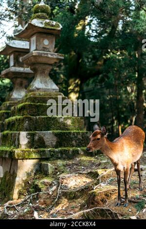 Stone Nippon