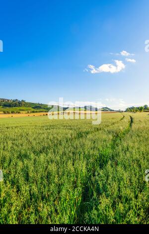 Green oat (Avena sativa) field in summer Stock Photo