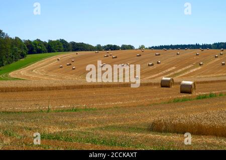 Hay bales drying in field Stock Photo