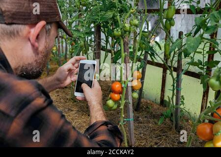 Farmer taking smartphone picture of tomatos on a plant Stock Photo