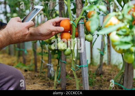 Farmer taking smartphone picture of tomatos on a plant Stock Photo