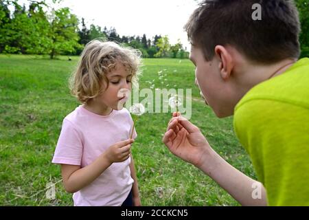 Close-up of siblings blowing dandelion seeds in forest Stock Photo
