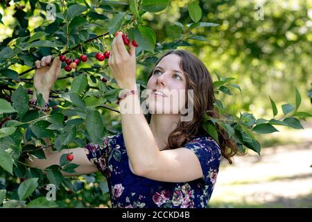 Close-up of young woman picking cherry from plant in farm Stock Photo