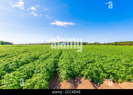 Potatoes (Solanum tuberosum) growing in vast summer field Stock Photo