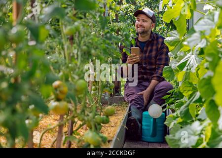 Farmer with mobile phone and watering can sitting in greenhouse at tomato plants Stock Photo