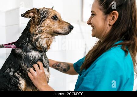 Close-up of smiling female groomer bathing German shepherd at pet salon Stock Photo