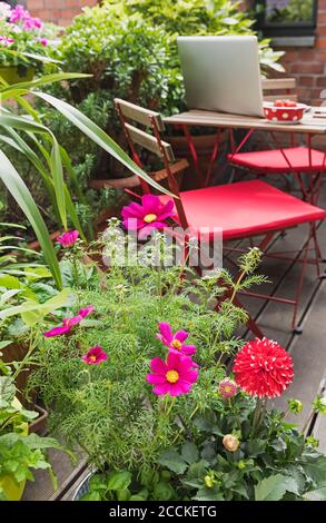 Herbs and flowers cultivated on small balcony in summer Stock Photo