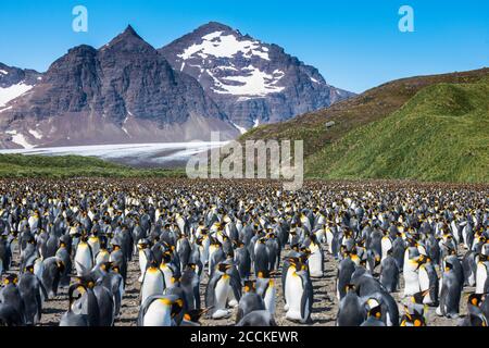 UK, South Georgia and South Sandwich Islands, King penguin (Aptenodytes patagonicus) colony on Salisbury Plain Stock Photo