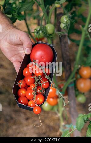 Farmer harvesting tomatos Stock Photo