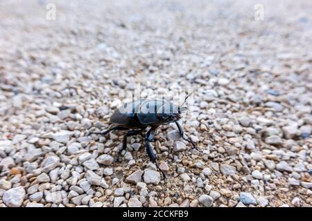 Close-up of stag beetle on land Stock Photo