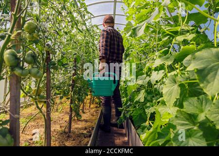 Farmer holding watering can at tomato plants in greenhouse Stock Photo