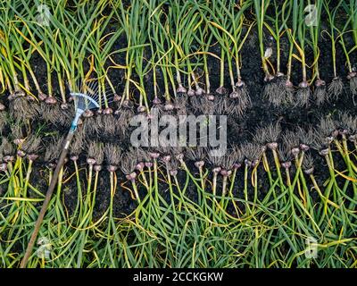 Aerial view of onion garden Stock Photo
