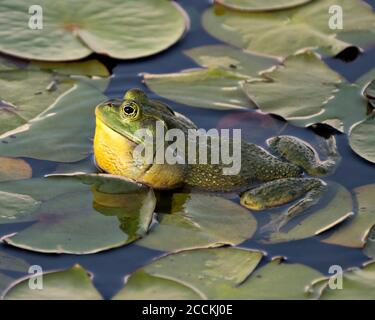 Frog sitting on a water lily leaf in the water displaying green body, head, legs, eye in its environment and habitat, looking to the left side. Stock Photo