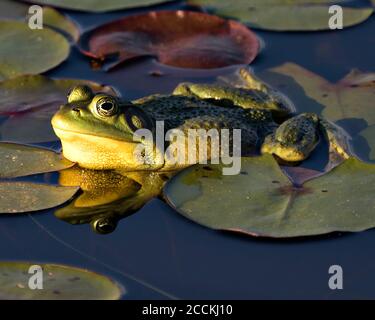Frog sitting on a water lily leaf in the water with frog reflection, displaying green body, head, legs, eye in its environment and habitat, looking at Stock Photo