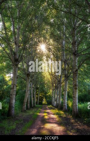 Germany, Baden-Wuerttemberg, Constance district, Birkenallee, Sun shining through birch trees along dirt road Stock Photo