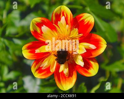 Plants with macro photographic representation of flowers Stock Photo