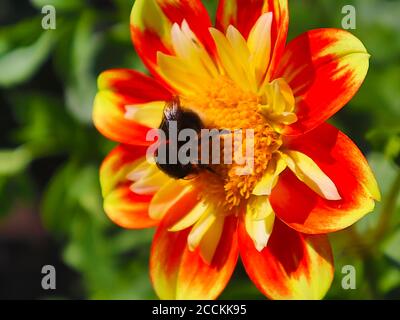 Plants with macro photographic representation of flowers Stock Photo