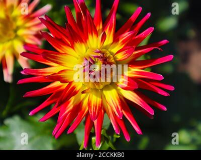 Plants with macro photographic representation of flowers Stock Photo