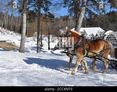 Sleigh with pulling draught horses in the winter Stock Photo