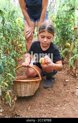 Mother and daughter with wicker basket in greenhouse with tomato plants Stock Photo