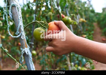 Hand harvesting tomato in orchard Stock Photo