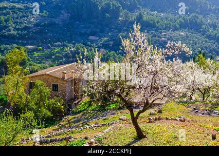 Spain, Mallorca, Fornalutx, Almond trees blossoming in springtime orchard Stock Photo