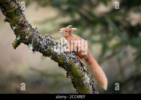 Eurasian red squirrel (Sciurus Vulgaris) climbing tree branch Stock Photo