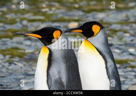 Portrait of two king penguins (Aptenodytes patagonicus) standing side by side Stock Photo