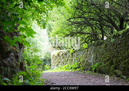 Light at the end of the tunnel - a footway with high hedgerow with bright green leaves leads into the light on a summers day near an English village. Stock Photo
