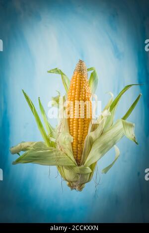 Corn on cob levitated to look floating Stock Photo