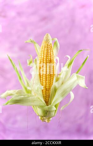 Corn on cob levitated to look floating Stock Photo