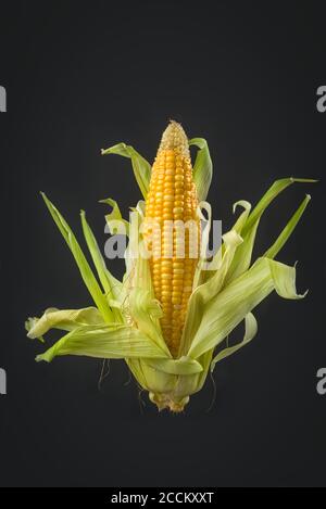 Corn on cob levitated to look floating Stock Photo