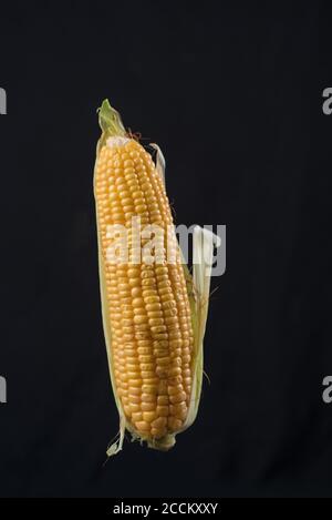 Corn on cob levitated to look floating Stock Photo