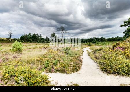 Bournemouth, UK. 23rd Aug, 2020. Poole, UK. Sunday 23 August 2020. Strong winds lead to changeable UK weather over Canford Heath in Dorset. Credit: Thomas Faull/Alamy Live News Stock Photo