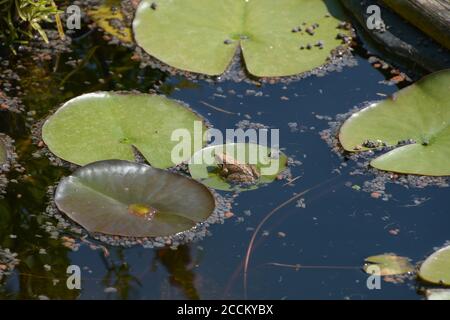 brown water frog sitting on water lily leaf in summer Stock Photo