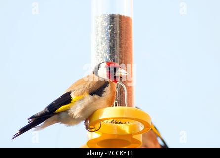 Beautiful European Goldfinch on a yellow birdfeeder, against a pale blue clear sky Stock Photo