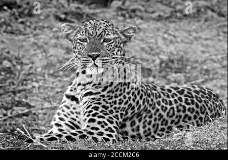 Beautiful full framed Female African Leopard (Panthera Pardus) crouching down on the plains in South Luangwa National Park, Zambia Stock Photo